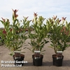 Viburnum odoratissimum 