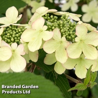 Viburnum plicatum f. tomentosum 