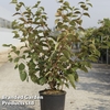 Viburnum plicatum 
