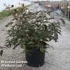 Viburnum plicatum 