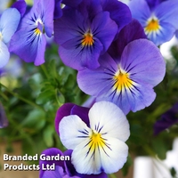 Viola 