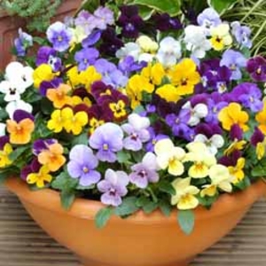 Viola 