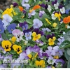 Viola 