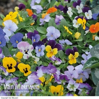 Viola 