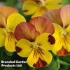 Viola 