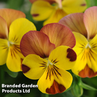 Viola 