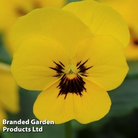 Viola 