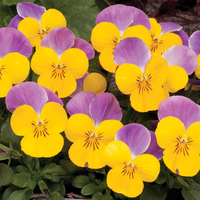 Viola 