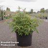 Vitex agnus-castus 