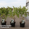 Weigela 