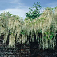 Wisteria floribunda 