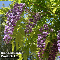 Wisteria floribunda 