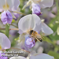 Wisteria floribunda 