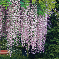 Wisteria floribunda 