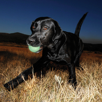 Chuck It Max Glow Dog Balls