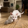 Clockwork Mouse Wind-Up Mouse Toy