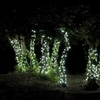 Everbright LED Solar Fairy Lights