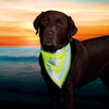 Hi-Vis Dog Neckerchief