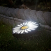 Set of 4 Solar Daisy Lights