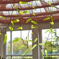 Solar Leaf Fantasy