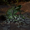 Solar Silhouette Frog