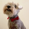Sparkly Bow Tie Pet Collar