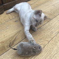 Wind Up Mouse for Cats