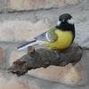 Yellow Tit on Branch