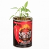 Grow Your Own Extra Hot Ghost Chilli