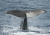 Azores island holiday with excursions,  Caloura Hotel,  Sao Miguel - save 19%