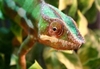 Exotic Animal Masterclass Photography Day
