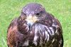 Hawk Walk in Derbyshire
