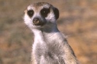 Meerkat Encounter