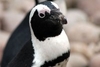 Meet The Animals at Bristol Zoo Gardens for One