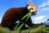 Meet the Red Pandas