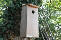 Starling Nestbox - Camera Ready