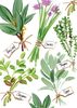 herbs every day card