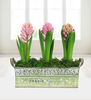 Fragrant Hyacinths - Free Chocs