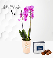 Orchid – Orchid Plant - Pink Orchid - Phalaenopsis Orchid – Orchid Plant Pots - Orchid Delivery - House Plants - Indoor Plants - Houseplants - Plant Gifts