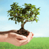 Dedicate a Tree in Children