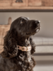Blush Herringbone Dog Collar - Medium
