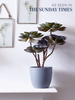 Faux Potted Echeveria