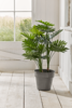 Faux Potted Philodendron