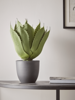 Faux Potted Wide Leaf Agave (Sample)