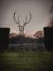 Faux Rattan Light Up Stag