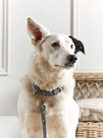 Grey Leather Dog Collar - Medium