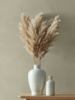 Natural Pampas Grass Bunch
