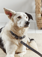 Navy Leather Dog Collar - Medium