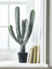 NEW Column Cactus