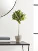 NEW Faux Potted Bay Tree - Small